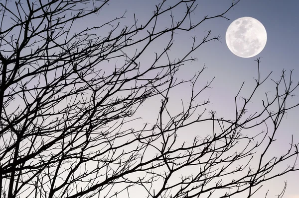 하늘 석양에 나무의 실루엣 지점 — 스톡 사진