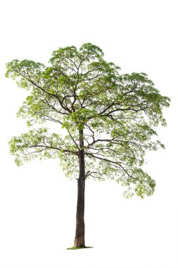 Tropical tree with branch isolated clipart