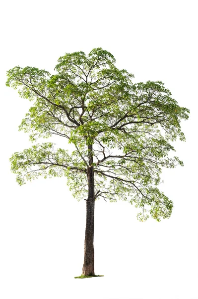 分離された支部を持つ熱帯高木 — ストック写真