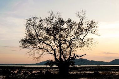 Güneşin rengini ağaç siluet şube