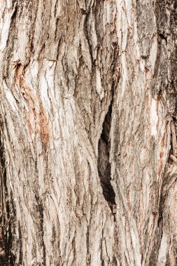 Eski ahşap orman doku desenli