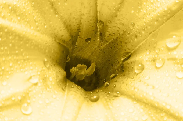 Vintage kwiat i bąbelek szczegółowo makro monochromatyczne — Zdjęcie stockowe