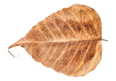 Yaprak kalp şekli kırpma yoluyla izole