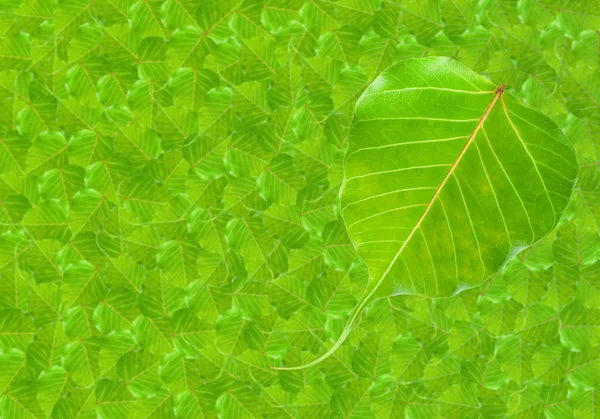Зеленый лист сердца — стоковое фото