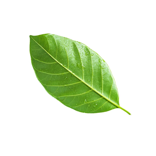 Tropisch groene blad geïsoleerd, uitknippad — Stockfoto