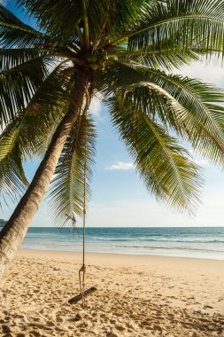 kum plajı ile Hindistan cevizi hurma ağacı
