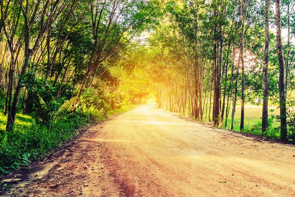 Paisaje vintage y fondo forestal — Foto de Stock