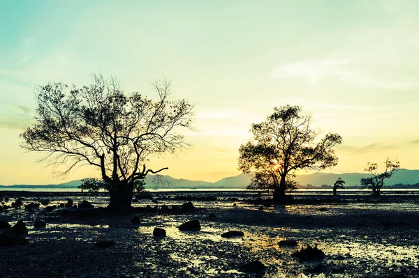 Vintage nature background — Stock Photo, Image