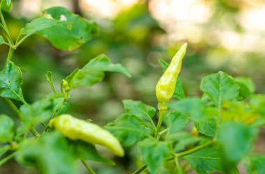 Ağaçtaki acı biber, bulanık yeşil yapraklar arka plan, kırmızı biber, Macro, seçici odak