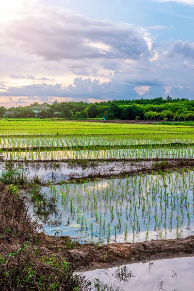 Reisfeld Landwirtschaft Reis Mit Sonnenaufgang Oder Sonnenuntergang Der Dämmerung — Stockfoto