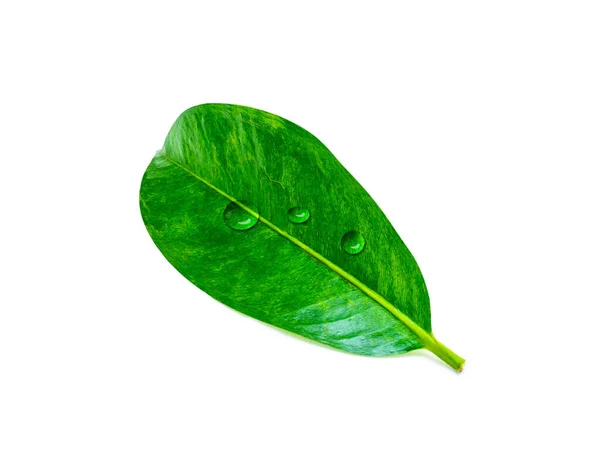 Hoja Verde Tropical Con Agua Gota Aislada Sobre Fondo Blanco — Foto de Stock