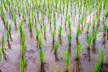 Pirinç fideleri güzel bir şekilde suyun içinde büyümeyi bekliyor..