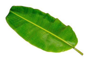 Muz yaprağı, yeşil yapraklar, izole edilmiş beyaz arka plan, kırpma yolları
