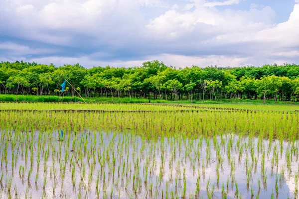 Reisfeld Landwirtschaft Reisfelder Mit Himmel Und Wolkenregen Abendlicht — Stockfoto