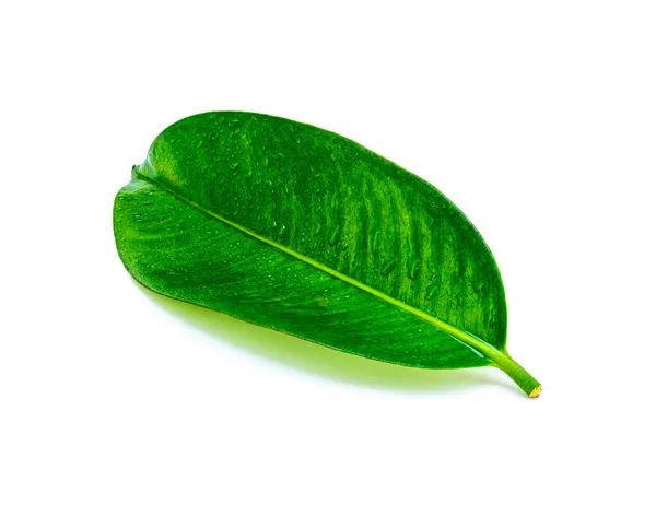 Тропічний Зелений Лист Краплями Води Ізольовані Білому Тлі Лист Природного — стокове фото