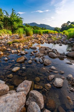 Nehir taşı ve ağaç, Su nehir ağacını görün, Ormandaki ağaç yaprağında taş nehri