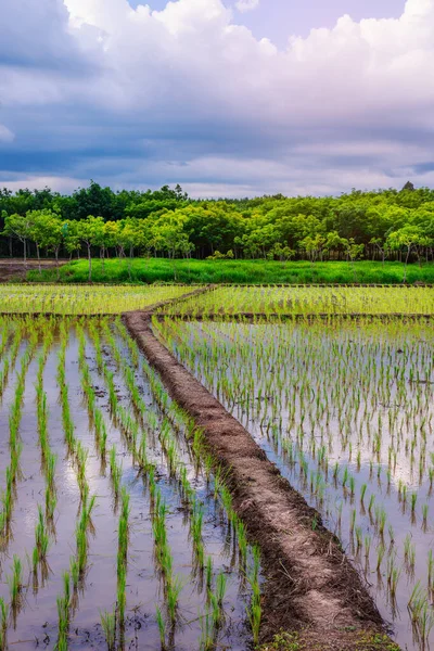 Reisfeld Landwirtschaft Reisfelder Mit Himmel Und Wolken Sonnenuntergang Reisfeld Asien — Stockfoto