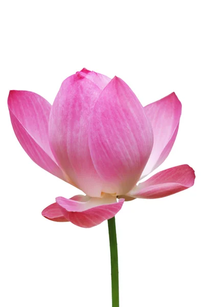 Лотос, розовая вода лилия цветок (лотос) и белый фон, Клиппинг пути — стоковое фото