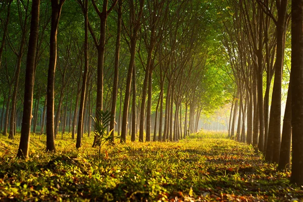 Albero con luce solare — Foto Stock