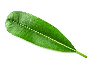 Beyaz arkaplanda Frangipani yaprağı izole