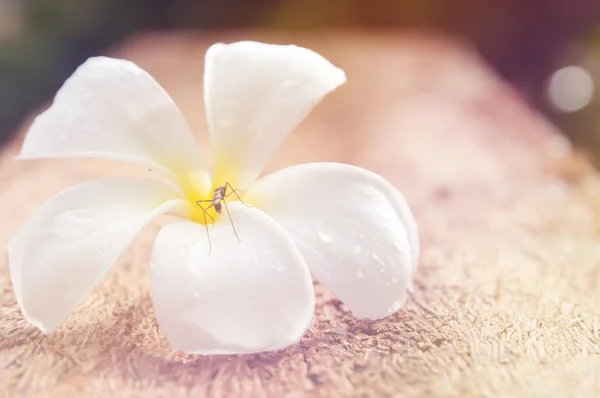 美丽的花 — 图库照片