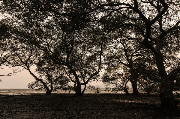 Belle nature de l'arbre — Photo