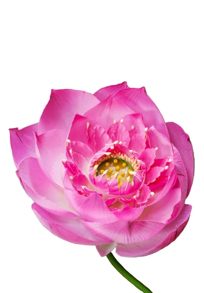 Lotus, Pink water lily flower (lotus) — Stock Photo, Image