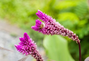 Arılı mor çiçek.