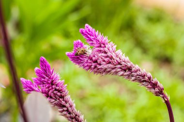 Arılı mor çiçek.