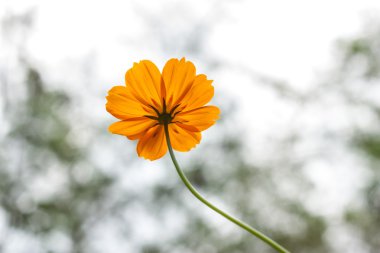Bokeh ışık ile sarı çiçek