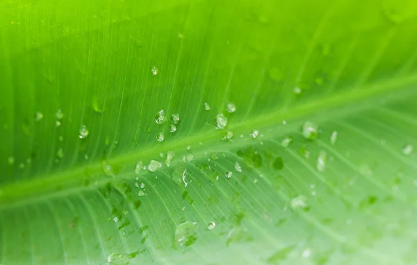 Fechar a bolha na folha verde — Fotografia de Stock