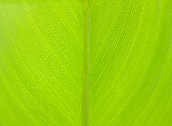 Padrão de folha verde — Fotografia de Stock