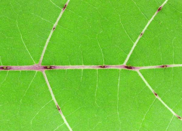 Patroon van groen blad — Stockfoto