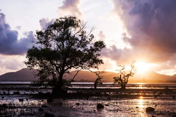 Tree in the sea with color of sunset and storm cloud — Stock Photo, Image
