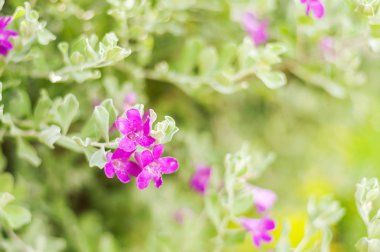 Mor çiçek arka plan bulanıklık