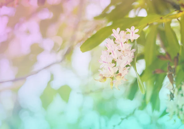 Color dulce flor — Foto de Stock