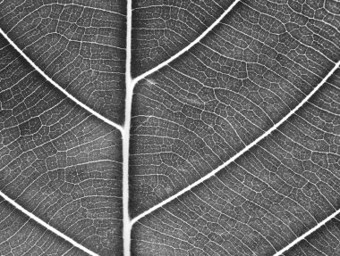 Yaprak closeup için arka plan desenini