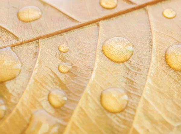 Bolha de close-up na folha — Fotografia de Stock