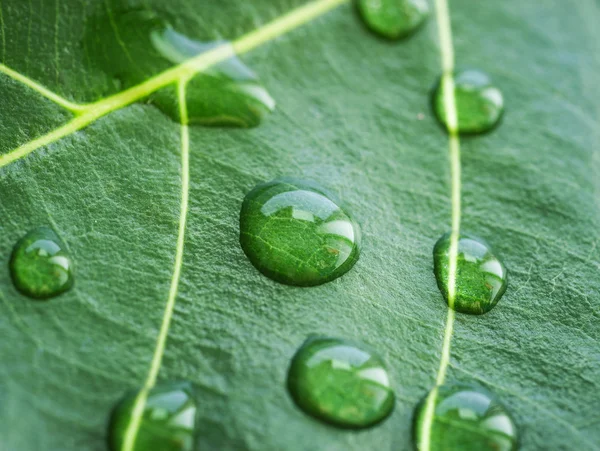 Fechar da bolha na folha verde — Fotografia de Stock