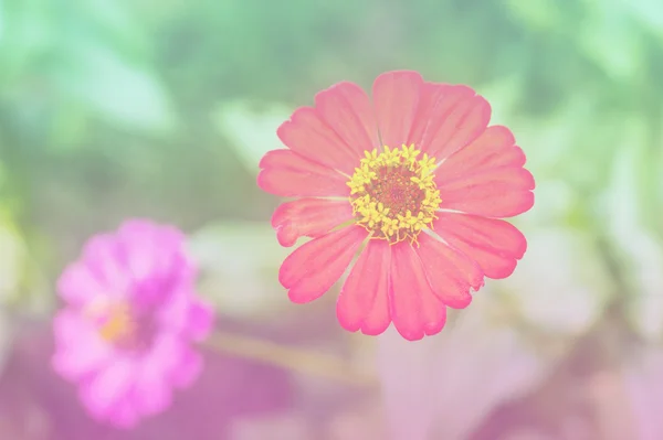 非洲菊，花甜美的颜色 — 图库照片