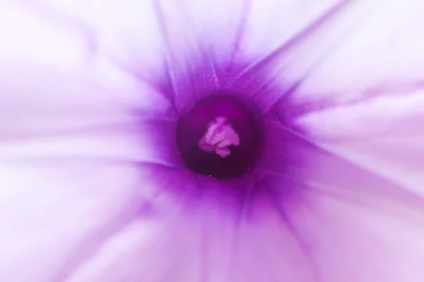 Fioletowy kwiat makro blured tło — Zdjęcie stockowe
