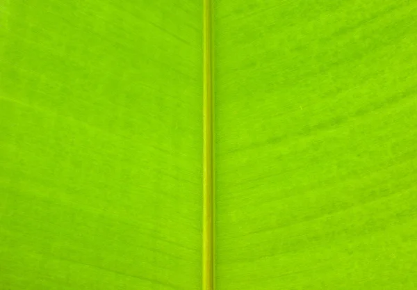 Padrão de folha verde close-up — Fotografia de Stock