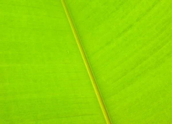 Візерунок зеленого листа крупним планом — стокове фото