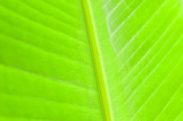 Macro patroon van groene blad — Stockfoto