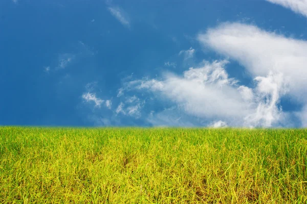Рисове поле з блакитним небом і білою хмарою фону — стокове фото