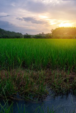Pirinç alan gündoğumu veya günbatımı futbol ışık ile