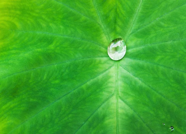 Bolla macro su foglia verde — Foto Stock