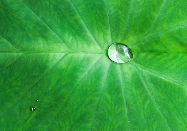 Macro bubble on green leaf — Stock Photo, Image