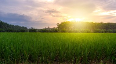 Alacakaranlık gökyüzü renkli pirinç alan kırsal Panorama