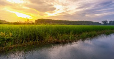 Alacakaranlık gökyüzü renkli pirinç alan kırsal Panorama